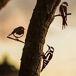 Metalbird
mini 3 x
verschillend